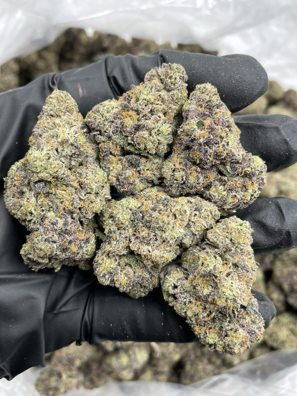Gliteratti strain